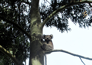 Resthaven Paradise Redevelopment: Local Koala Approved