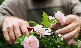 Why Gardening is So Good For You