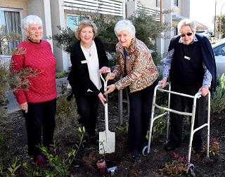 Victor Harbor CWA President Plants CWA 90th Anniversary Rose at Resthaven Port Elliot