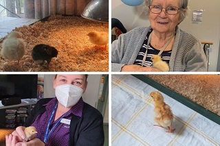 Henny Penny Hatching at Martin Luther Homes