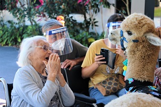 Cuddling with Alpacas at Arcare Parkinson Aged Care