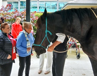 The Annual Gift of Horses at Mayflower Brighton: A Heartwarming Tradition