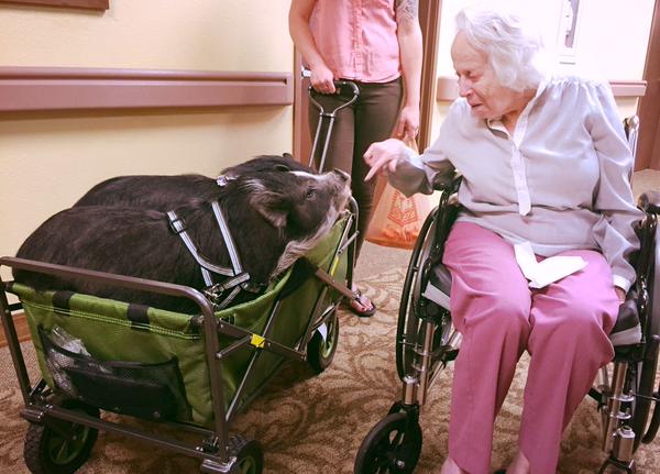 Two Little Pigs Surprise Aged Care Residents