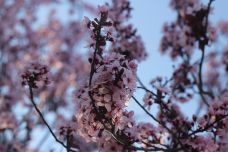 Mercy_place_aged_care_Mount_St_Josephs_cherry_blossom_tree