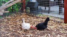 Bupa-Aged-Care-Woodville-care-home-chickens-in-pen